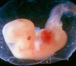 5 hetes embrió